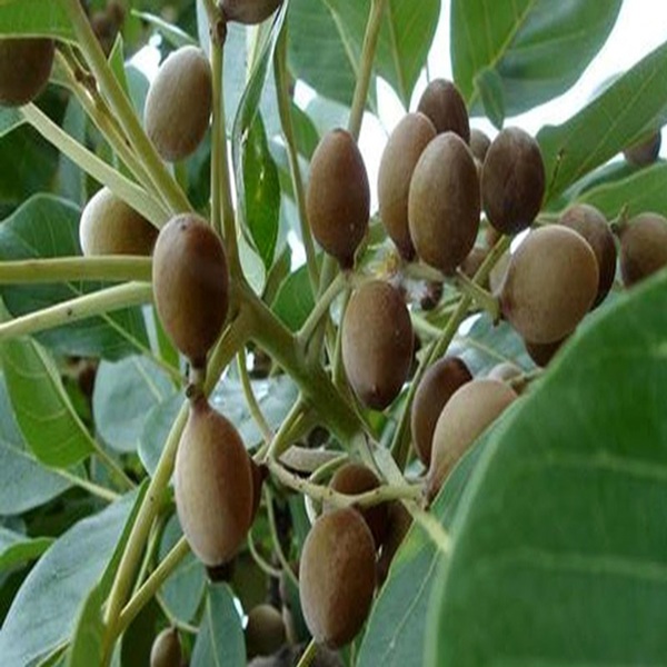 bzra-gota-crmrog-rktsuddhi-oo-bater-bzthay-prakrritik-veshj-fl