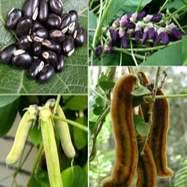 alkusi-prakrritik-sktibrdhk-oo-zoun-swasthz-unntkaree-oushdhi-lta