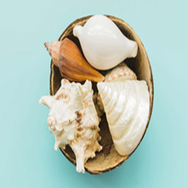 শঙ্খ গুঁড়া – প্রাকৃতিক রূপচর্চার জন্য আয়ুর্বেদিক সমাধান